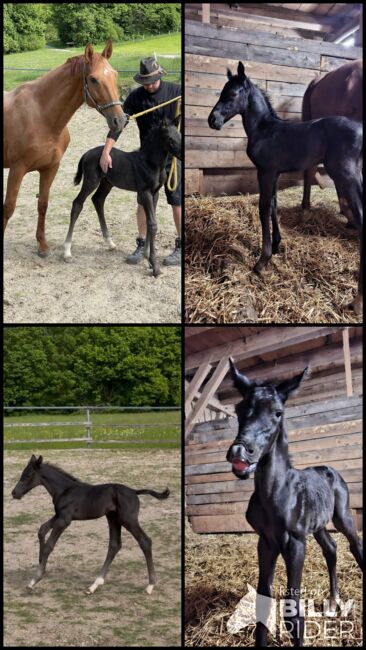 Rapp-Hengstfohlen, S-t-g-a, Horses For Sale, Scheibbs, Image 5
