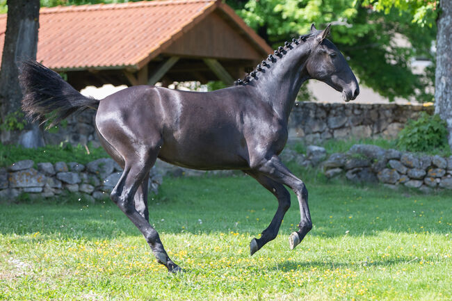 Schwarze P.R.E Stute, Nováková , Horses For Sale, Nova Bystrice , Image 4