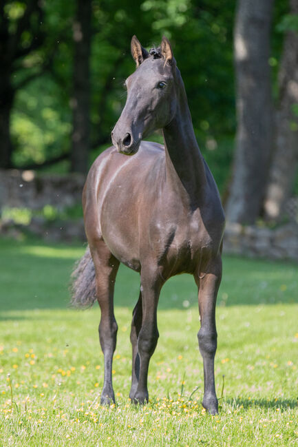 Schwarze P.R.E Stute, Nováková , Horses For Sale, Nova Bystrice , Image 7