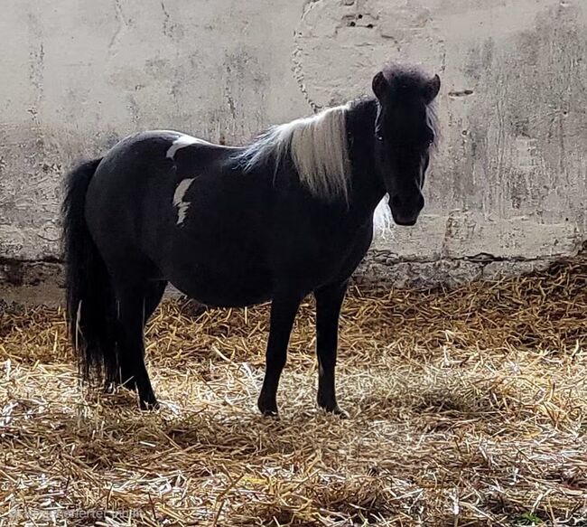 Black Pinto AMHA Stute, Marita Sedlaczek, Horses For Sale, Colditz