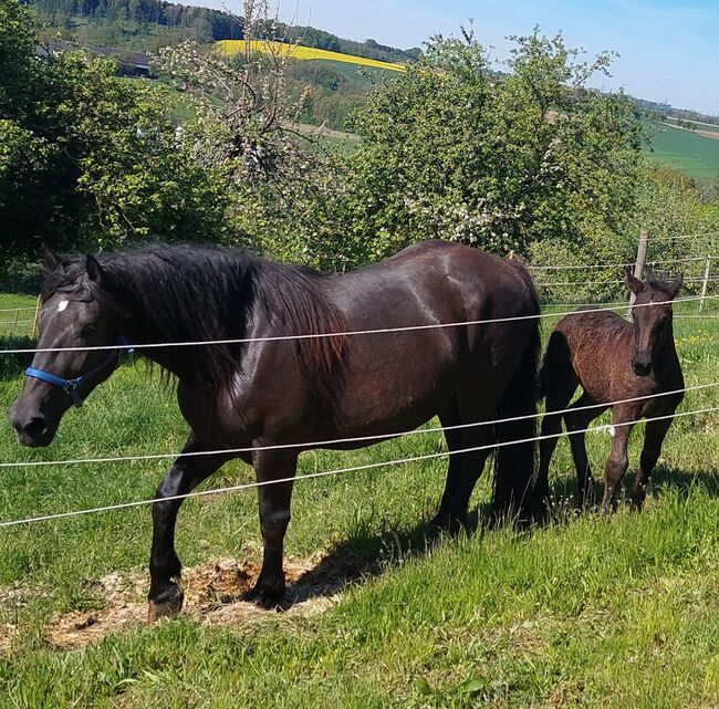 Rappstutfohlen, Daniela, Horses For Sale, Schildorn 