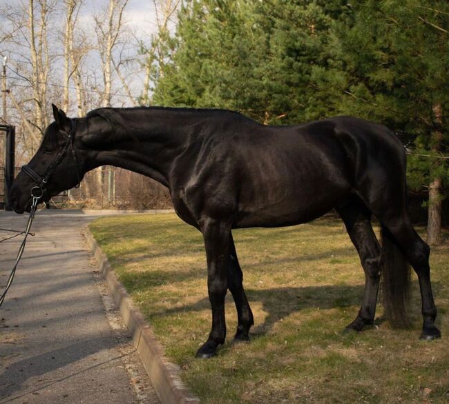 Schwarze wallacg zu verkaufen, Jozsef, Horses For Sale, Békés, Image 2