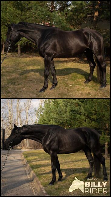 Schwarze wallacg zu verkaufen, Jozsef, Horses For Sale, Békés, Image 3