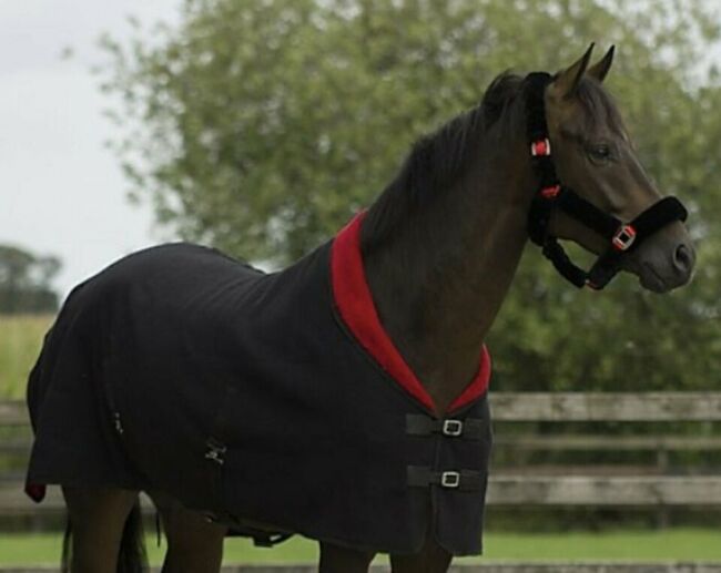 Abschwitzdecke mit Teddy-Fleece Gr. 155, Pferde Decke, Martina, Horse Blankets, Sheets & Coolers, Xanten