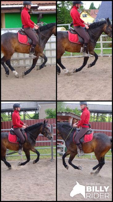 SW-Wallach "Bastion"!, Pferdehandlung Christian Kürschner, Horses For Sale, Buttstädt, Image 9