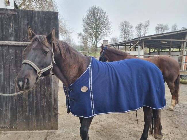 Abschwitzdecke, Horse friends , Danielle Olbrich, Horse Blankets, Sheets & Coolers, Reiskirchen, Image 2