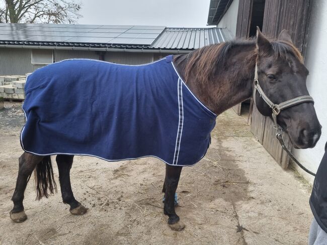 Abschwitzdecke, Horse friends , Danielle Olbrich, Horse Blankets, Sheets & Coolers, Reiskirchen, Image 6