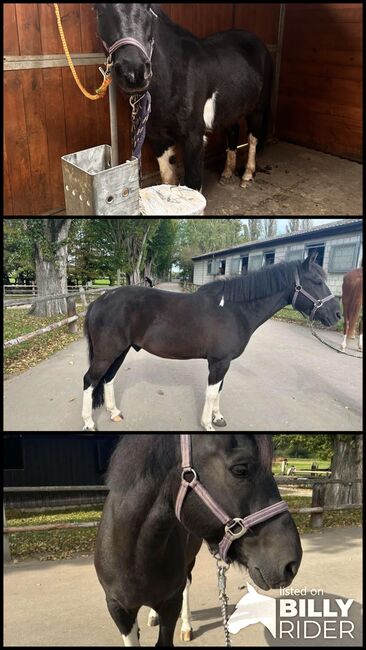 Süsses Scheck Pony, saskia frey, Horses For Sale, Zuzgen, Image 4