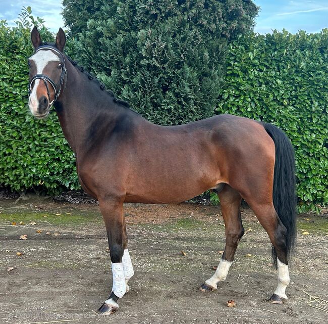 Sweet gelding for sales!, Stal de page , Horses For Sale, Oudenbosch
