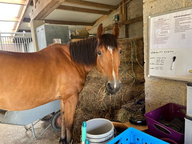 Lieve veelzijdige merrie, Nyssia, Horses For Sale, Baal