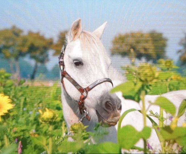 Süße Welsh A - Mix Stute, Anja Steinwachs, Horses For Sale, Rahden, Image 5