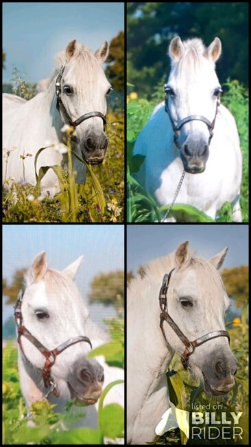 Süße Welsh A - Mix Stute, Anja Steinwachs, Horses For Sale, Rahden, Image 6