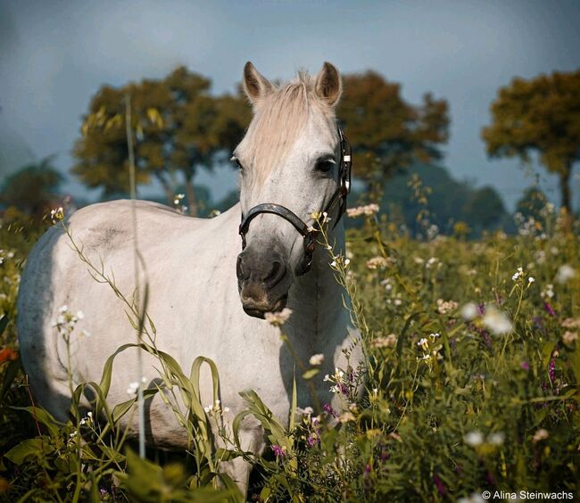 Süße Welsh A - Mix Stute, Anja Steinwachs, Horses For Sale, Rahden, Image 2