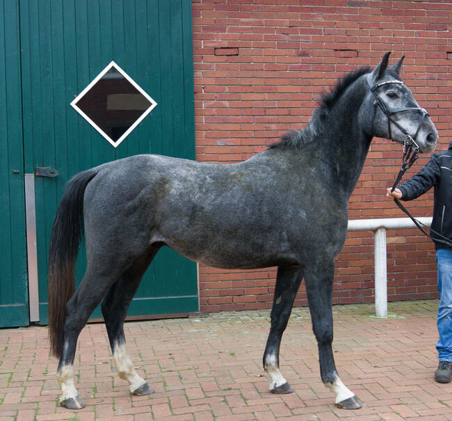 Cornet de semilly x Gloster springpferd, Farina, Konie na sprzedaż, Bramsche