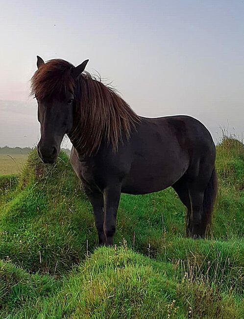 Tolle Stute mit Chance auf ein W21-Fohlen, Islandpferde-aus-Island, Konie na sprzedaż, Südisland