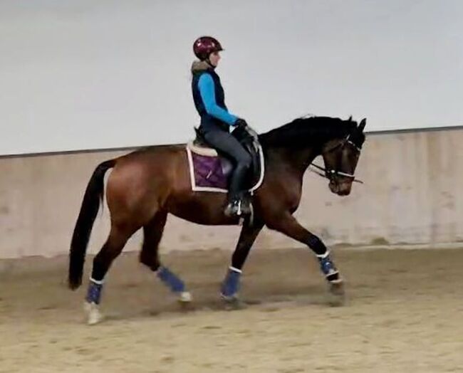 Tolle Stute für kleineres Budget!, Pamela, Konie na sprzedaż, St. Pölten 