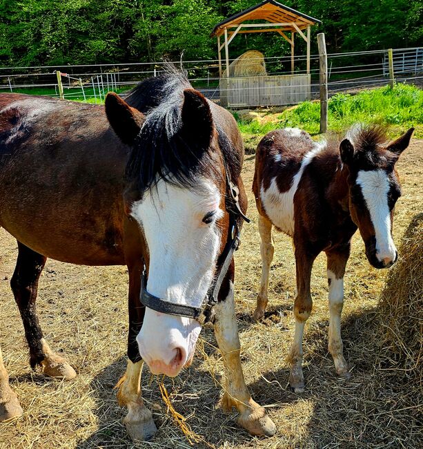 Toll gezeichneter Quarter Horse-Reitpony Nachwuchs, Kerstin Rehbehn (Pferdemarketing Ost), Konie na sprzedaż, Nienburg, Image 2