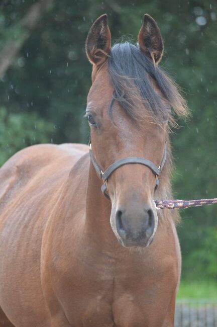 Toll gezeichneter, ganz lieber Paint Horse Jährling, Kerstin Rehbehn (Pferdemarketing Ost), Konie na sprzedaż, Nienburg, Image 2