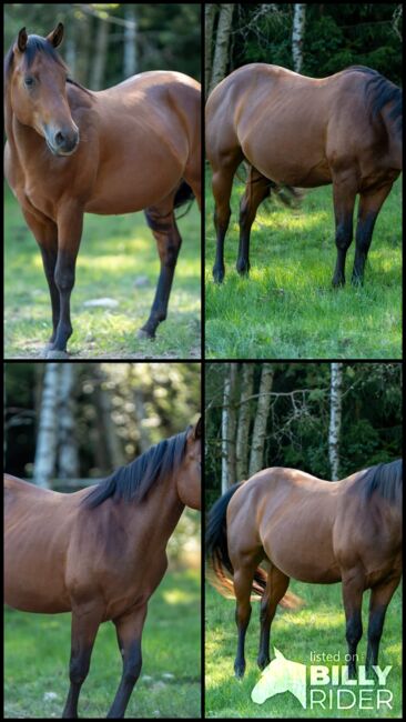 Tolles Reining/Ranch Horse/Allround Prospect, Kerstin Rehbehn (Pferdemarketing Ost), Konie na sprzedaż, Nienburg, Image 6