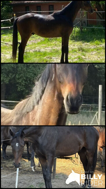 Tolles Pferd zum selber ausbilden, Jessy, Konie na sprzedaż, Neustadt am Rübenberge, Image 4