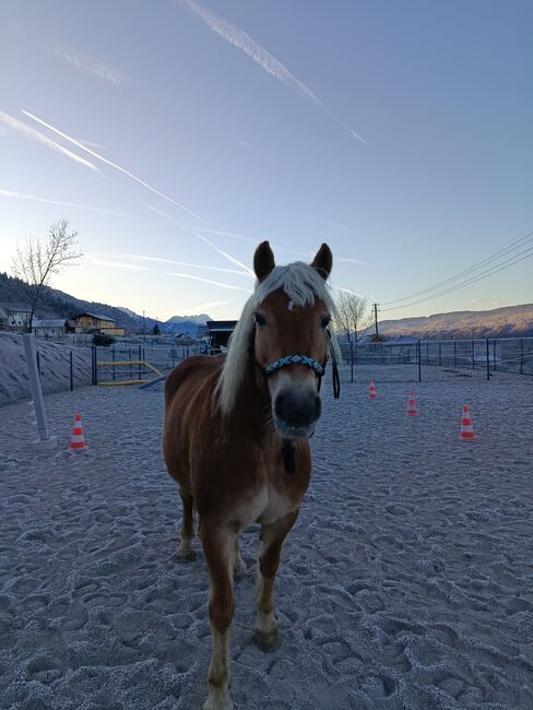 Tolles Pferd für lange Ausritte !, Melanie, Konie na sprzedaż, Klagenfurt