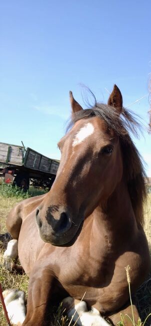 Tolles Pony, Susanne, Konie na sprzedaż, Flechtingen , Image 3