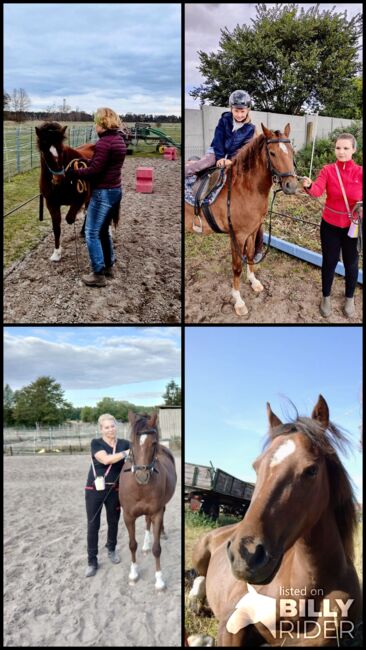 Tolles Pony, Susanne, Konie na sprzedaż, Flechtingen , Image 5