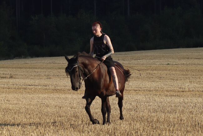 Tolles Freizeit Pony sucht Bestplatz, Sandro, Konie na sprzedaż, Pfullendorf , Image 11