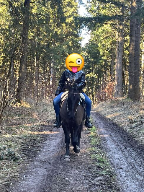 Tolles Freizeit Pony sucht Bestplatz, Sandro, Konie na sprzedaż, Pfullendorf , Image 12