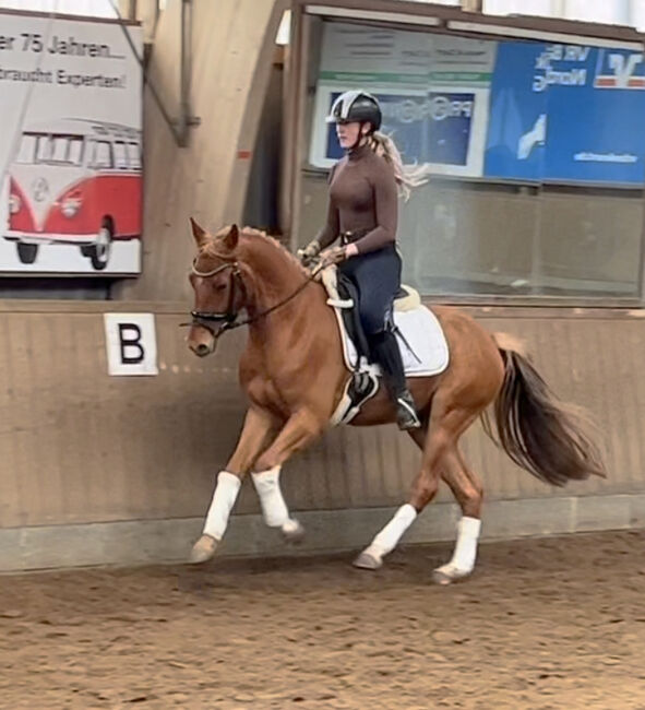 Toller Reitpony Wallach sucht neuen Wirkungskreis, Jule Möller, Konie na sprzedaż, Bohmstedt , Image 3