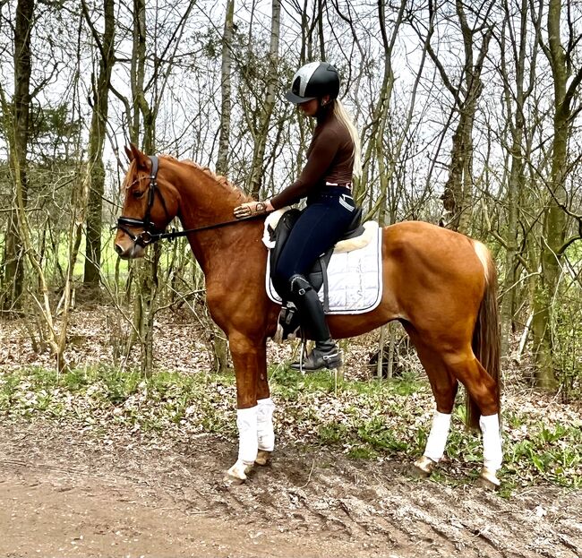 Toller Reitpony Wallach sucht neuen Wirkungskreis, Jule Möller, Konie na sprzedaż, Bohmstedt , Image 4