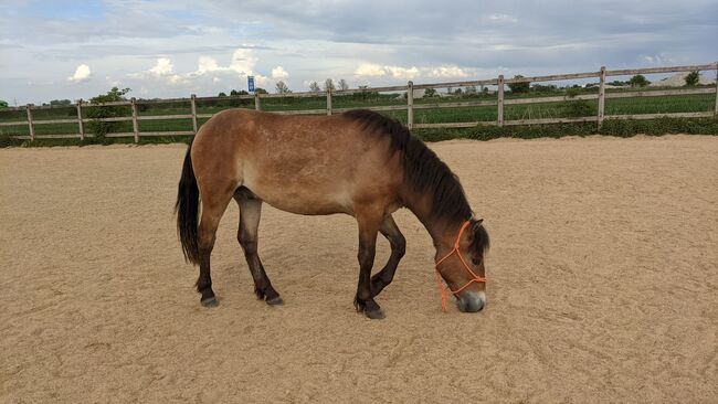 Toller nervenstarker Ponywallach mit viel Potential sucht Traumzuhause, Franziska, Konie na sprzedaż, Langenau, Image 4