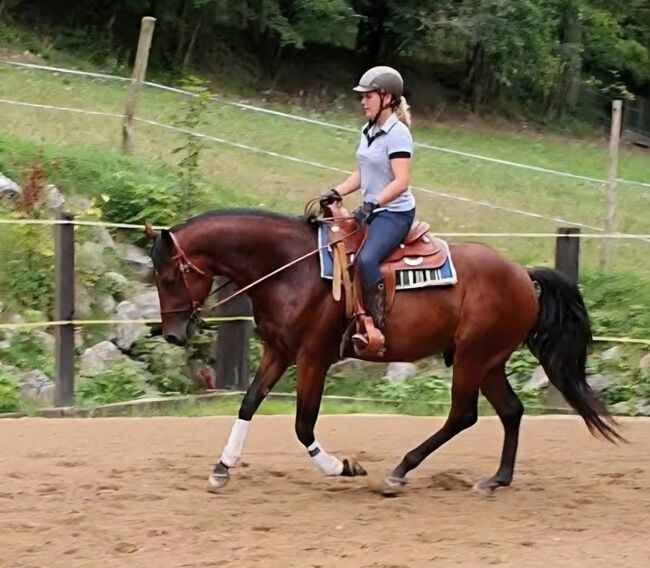 Toller Quarter Horse Wallach im besten Alter, Manuela KUBNY , Konie na sprzedaż, Küßnach , Image 5