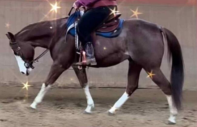 Toller Quarter Horse Wallach mit Herz und Potenzial, Kerstin Rehbehn (Pferdemarketing Ost), Konie na sprzedaż, Nienburg, Image 10
