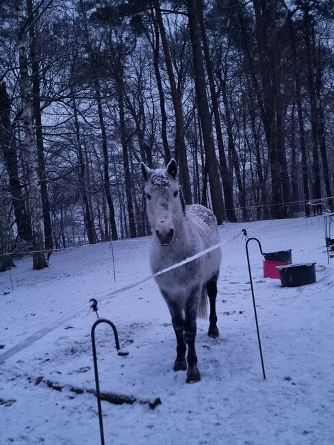 Toller Freizeit Wallach, Fuchs, Konie na sprzedaż, Alt Ruppin