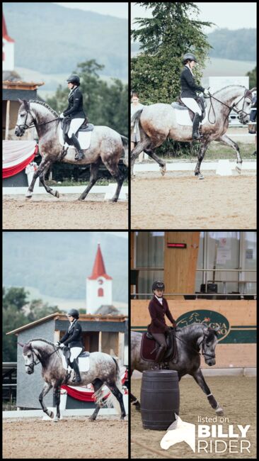 Toller Wallach sucht Bestplatz ✨, Nathalie, Konie na sprzedaż, Hollabrunn, Image 9