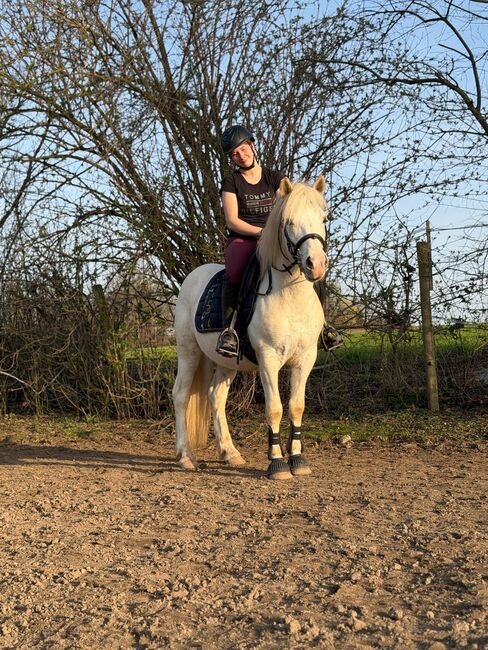 Toller Ponywallach zum Verlieben, Sarah , Konie na sprzedaż, Weißenthurm 