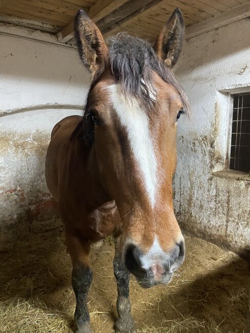 Süddeutsches Kaltblut, Jenny Aigner, Horses For Sale, Aschbach , Image 2