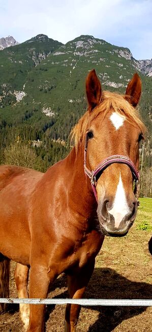 Süddeutsche Kaltblut Stute, Vera Pösch, Horses For Sale, Tannheim , Image 2