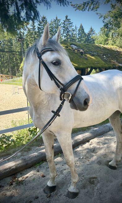 Sympathischer Schimmel Wallach! ♥️🦄😊🐴🥕, Pferdeglück (Pferdeglück GmbH), Horses For Sale, Pelmberg, Image 9