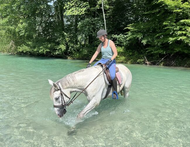 Sympathischer Schimmel Wallach! ♥️🦄😊🐴🥕, Pferdeglück (Pferdeglück GmbH), Horses For Sale, Pelmberg, Image 2