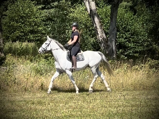 Sympathischer Schimmel Wallach! ♥️🦄😊🐴🥕, Pferdeglück (Pferdeglück GmbH), Horses For Sale, Pelmberg, Image 7