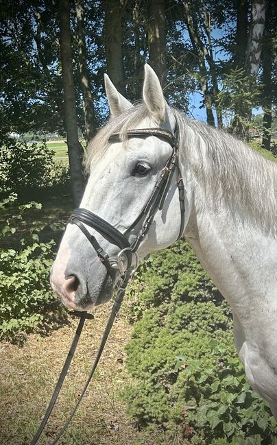 Sympathischer Schimmel Wallach! ♥️🦄😊🐴🥕, Pferdeglück (Pferdeglück GmbH), Horses For Sale, Pelmberg, Image 10