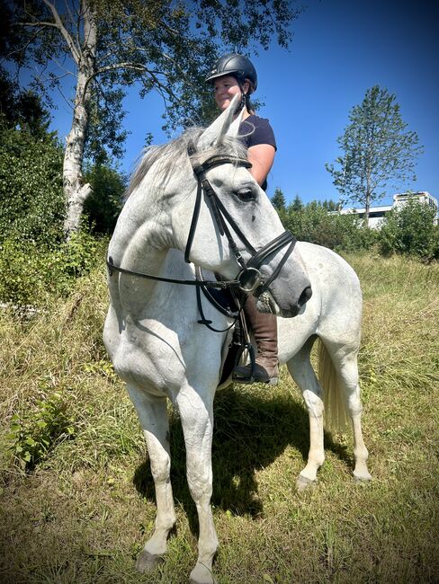 Sympathischer Schimmel Wallach! ♥️🦄😊🐴🥕, Pferdeglück (Pferdeglück GmbH), Horses For Sale, Pelmberg, Image 4