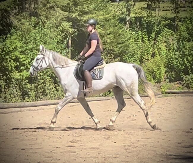 Sympathischer Schimmel Wallach! ♥️🦄😊🐴🥕, Pferdeglück (Pferdeglück GmbH), Horses For Sale, Pelmberg, Image 8