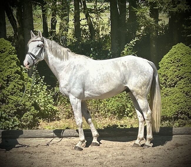 Sympathischer Schimmel Wallach! ♥️🦄😊🐴🥕, Pferdeglück (Pferdeglück GmbH), Horses For Sale, Pelmberg