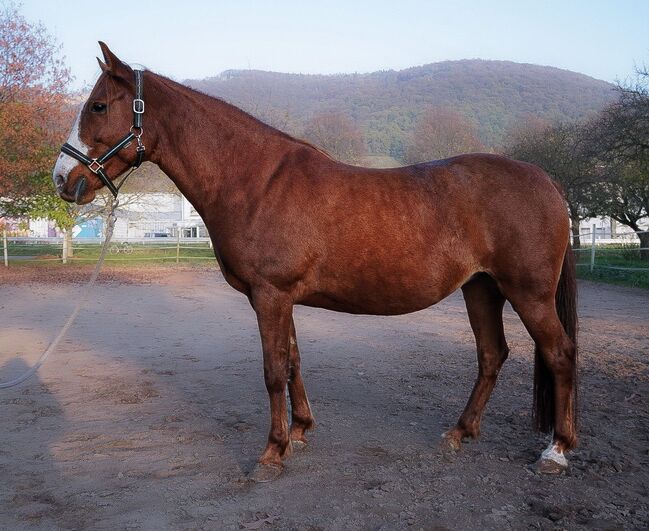 Sympathische Cruzado-Stute, Melanie Kullmann, Horses For Sale, Mannheim, Image 3