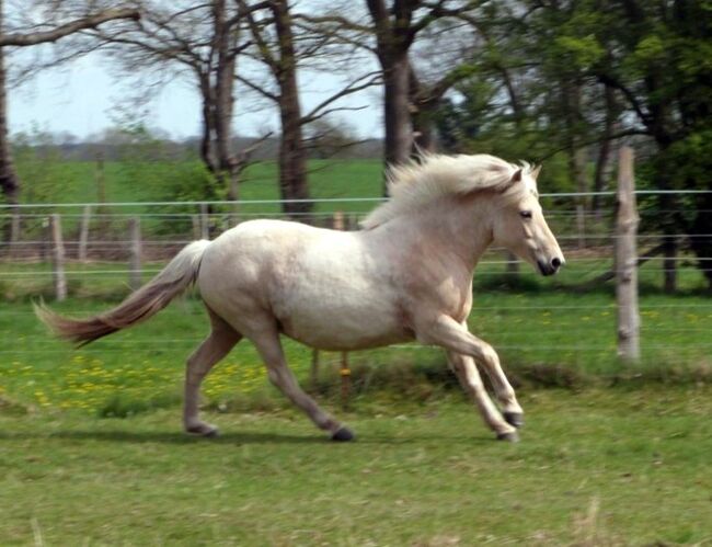 Sympathische Stute für die Zucht, Ulli Richard, Horses For Sale, Neustadt am Rübenberge