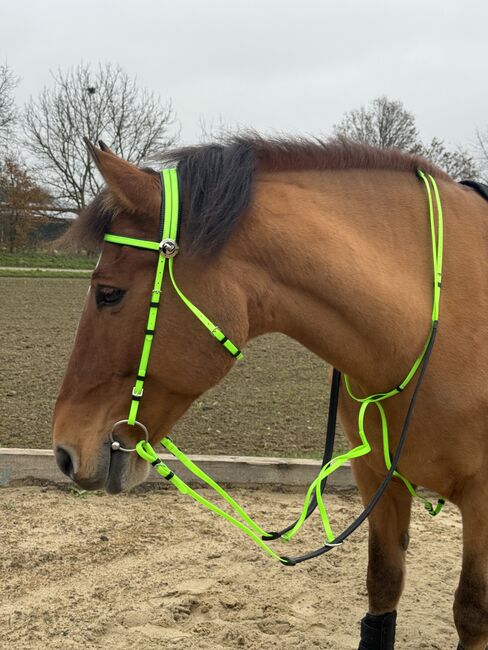 Kunststoff Zaumzeug NEONGRÜN glänzend mit Martingal, Maya (Swisshorseshop), Bridles & Headstalls, Frauenfeld