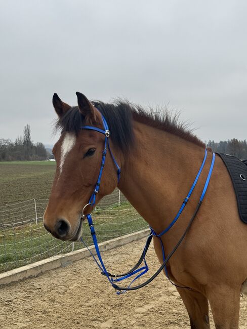 Kunststoff Zaumzeug BLAU glänzend mit Martingal, Maya (Swisshorseshop), Bridles & Headstalls, Frauenfeld